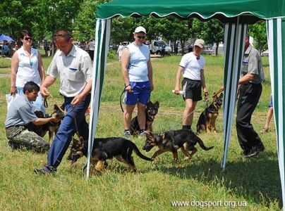 Німецькі вівчарки. Клас бебі