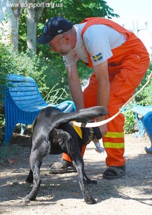 Працює лабрадор Жива