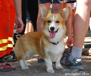 Коргі Аліса - майбутня собака-рятувальник