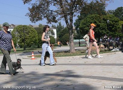 Стрельник Марина з цвергшнауцером Габріелою, Болотова Олександра з Кірою і Парунова Катерина з Річіком