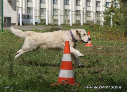 SONY DSC
