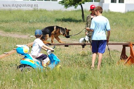 Кориновський А.А. демонструє роботу на бумі. Німецька вівчарка Норд-Грандіс