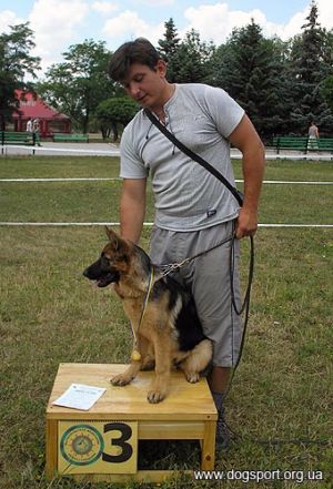 Оливка Дженестра (вл. Литвиненко Л. м.Маріуполь)