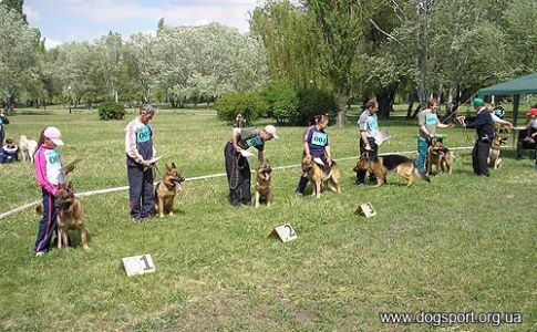 Німецькі вівчарки. Відкритий клас, пси