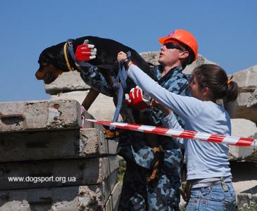 На завалах працюють ротвейлер Ультра і Ліза, помічник Андрій Черлат