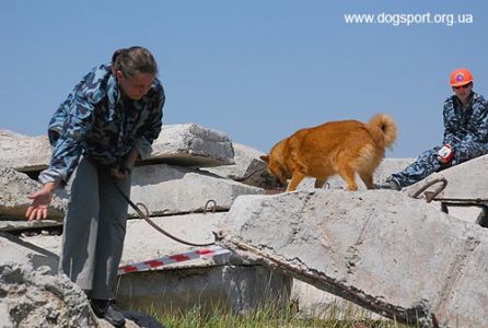 На завалах працюють карело-фінська лайка Туся і Олена Шкатулова