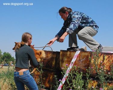 На завалах працюють карело-фінська лайка Туся і Олена Шкатулова