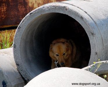 На завалах працюють карело-фінська лайка Туся і Олена Шкатулова