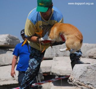 На завалах працюють коргі Аліса і Віталій Черлат, помічник Ганна Вінник