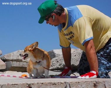 На завалах працюють коргі Аліса і Віталій Черлат, помічник Ганна Вінник