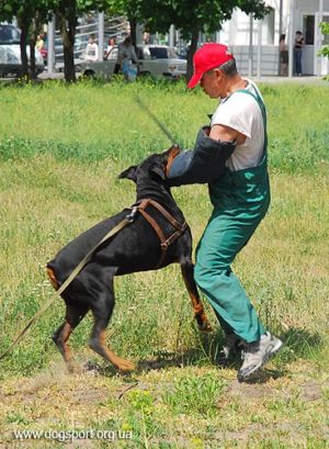 Робота добермана Ланцер Хагар Кахам (вл. Ничік Є.С.)