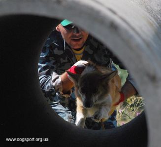 На завалах працюють коргі Аліса і Віталій Черлат, помічник Ганна Вінник