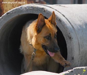 На завалах працюють н/в Хейлі і Танюша (Москва), помічник Віталій Черлат