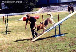 СПОРТ С СОБАКАМИ: АДЖИЛИТИ