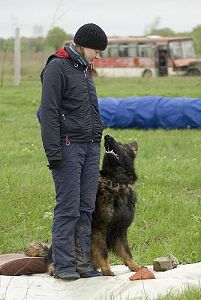 Собаки-спасатели: учебно-методические сборы кинологических расчётов МЧС Украины