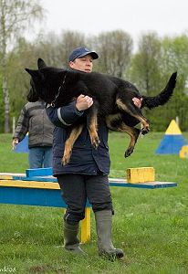 Собаки-спасатели: учебно-методические сборы кинологических расчётов МЧС Украины