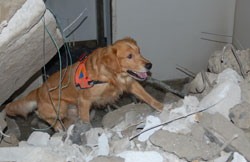 I Международный семинар по вопросам подготовки собак-спасателей (Часть 2)